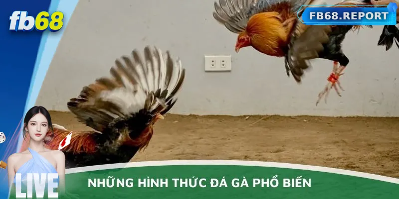 Các hình thức đá gà phổ biến tại FB68