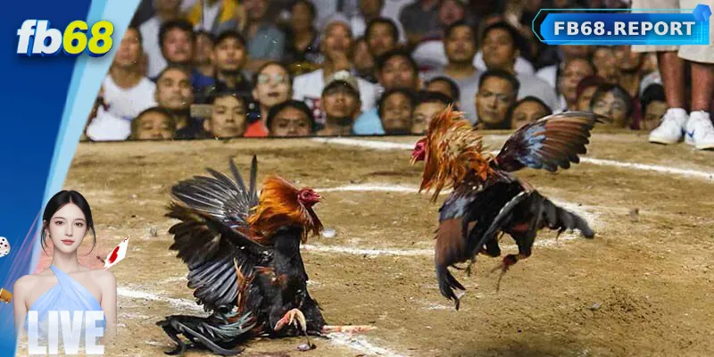 Kinh Nghiệm Đặt Cược Đá Gà Tre Hiệu Quả Tại FB68