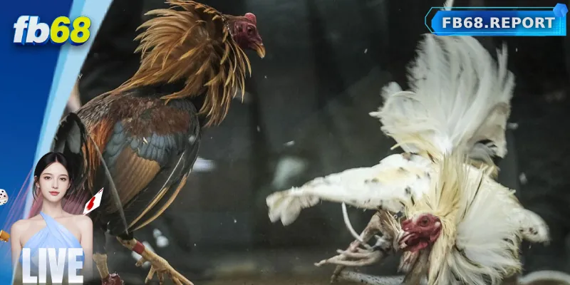 Những trường gà uy tín được phát sóng tại FB68
